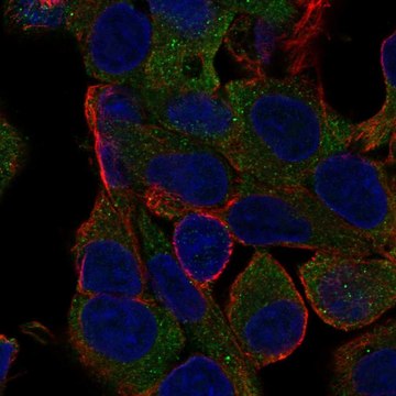 Anti-Mogat1 Antibody Produced In Rabbit Prestige Antibodies&#174; Powered by Atlas Antibodies, affinity isolated antibody, buffered aqueous glycerol solution