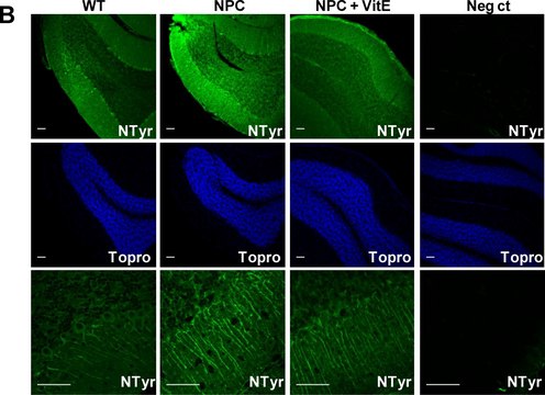 Anti-Nitrotyrosine Antibody, clone 2A8.2 clone 2A8.2, Chemicon&#174;, from mouse