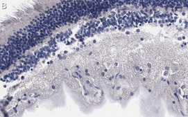 Anti-Brn-3a Antibody, clone 5A3.2 ZooMAb&#174; Mouse Monoclonal recombinant, expressed in HEK 293 cells