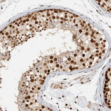 Anti-DDX42 antibody produced in rabbit affinity isolated antibody, buffered aqueous glycerol solution