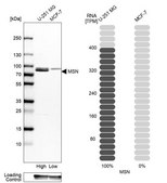Anti-MSN antibody produced in rabbit Prestige Antibodies&#174; Powered by Atlas Antibodies, affinity isolated antibody, buffered aqueous glycerol solution