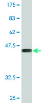 Monoclonal Anti-PTGES3 antibody produced in mouse clone 3C6-2B9, purified immunoglobulin, buffered aqueous solution