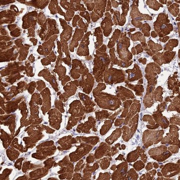 Anti-ANAPC10 antibody produced in rabbit Prestige Antibodies&#174; Powered by Atlas Antibodies, affinity isolated antibody, buffered aqueous glycerol solution