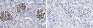 Anti-ZO-1 Antibody, clone 4E14 ZooMAb&#174; Rabbit Monoclonal recombinant, expressed in HEK 293 cells