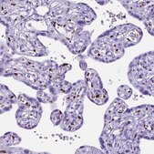 Anti-MEOX2 antibody produced in rabbit Prestige Antibodies&#174; Powered by Atlas Antibodies, affinity isolated antibody, buffered aqueous glycerol solution