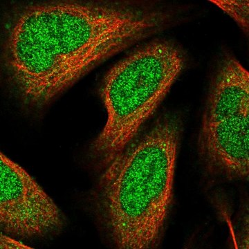 Anti-RHOBTB1 antibody produced in rabbit Prestige Antibodies&#174; Powered by Atlas Antibodies, affinity isolated antibody