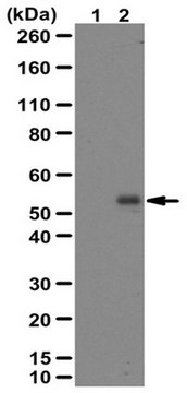 Anti-phospho SMAD2 Antibody (Ser465/467) from rabbit, purified by affinity chromatography