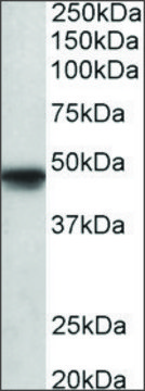 Anti-POU3F1 antibody produced in goat affinity isolated antibody, buffered aqueous solution