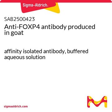 Anti-FOXP4 antibody produced in goat affinity isolated antibody, buffered aqueous solution