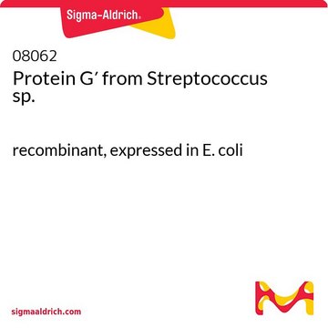 Protein&#160;G&#8242; from Streptococcus sp. recombinant, expressed in E. coli