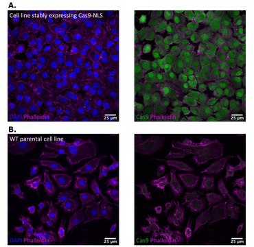 Anti-Cas9 Antibody, clone 8G4