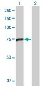 Anti-SMPD3 antibody produced in rabbit purified immunoglobulin, buffered aqueous solution