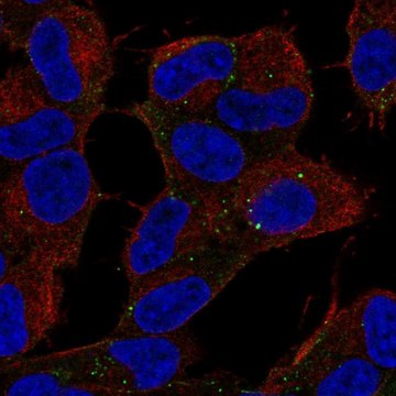 Anti-CARF antibody produced in rabbit Prestige Antibodies&#174; Powered by Atlas Antibodies, affinity isolated antibody