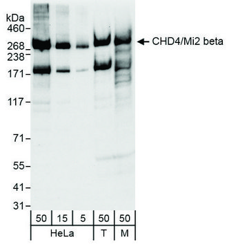 Rabbit anti-CHD4/Mi2 beta Antibody, Affinity Purified Powered by Bethyl Laboratories, Inc.