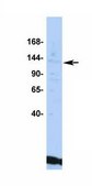 Anti-KCNMA1 antibody produced in rabbit affinity isolated antibody