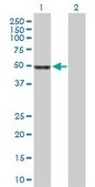 Anti-MPP1 antibody produced in rabbit purified immunoglobulin, buffered aqueous solution