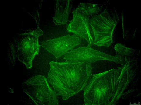 BioTracker&#8482; 497 Green Actin Live Cell Probe