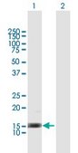 Anti-IL3 antibody produced in mouse purified immunoglobulin, buffered aqueous solution
