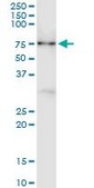 Monoclonal Anti-CNKSR3 antibody produced in mouse clone 4A11, purified immunoglobulin, buffered aqueous solution