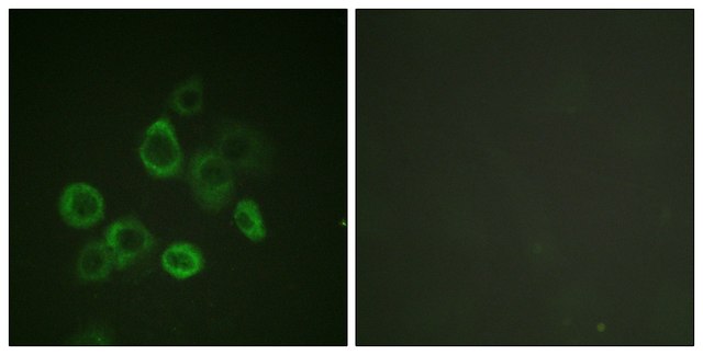 Anti-BAX antibody produced in rabbit affinity isolated antibody