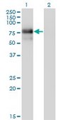 Monoclonal Anti-NR4A2 antibody produced in mouse clone 2B11, purified immunoglobulin, buffered aqueous solution