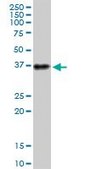 Anti-ATP1B3 antibody produced in mouse purified immunoglobulin, buffered aqueous solution