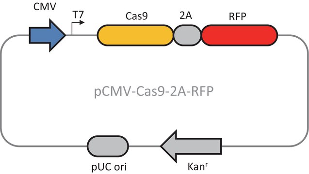 CMV-CAS9-2A-RFP Plasmid