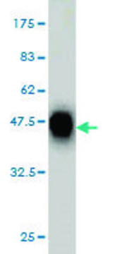 Monoclonal Anti-CDX4 antibody produced in mouse clone 3H8, purified immunoglobulin, buffered aqueous solution