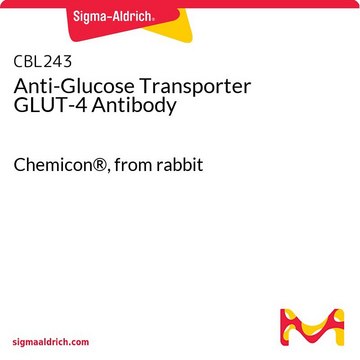 Anti-Glucose Transporter GLUT-4 Antibody Chemicon&#174;, from rabbit