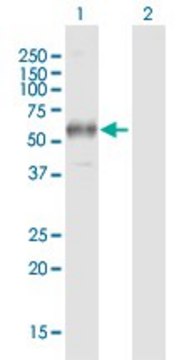 Anti-FCGR1A antibody produced in mouse purified immunoglobulin, buffered aqueous solution