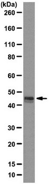 Anti-Runx3 Antibody, clone R3-5G4 clone R3-5G4, from mouse