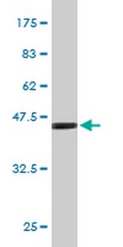 Anti-FGF21 Mouse mAb (2F11) liquid, clone 2F11, Calbiochem&#174;