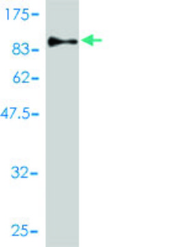 Monoclonal Anti-CDKN2AIP antibody produced in mouse clone 4D11, purified immunoglobulin, buffered aqueous solution
