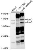 Anti-JunD Antibody, clone 5L7Y3, Rabbit Monoclonal