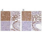 Anti-DBN1 antibody produced in rabbit Prestige Antibodies&#174; Powered by Atlas Antibodies, affinity isolated antibody, buffered aqueous glycerol solution
