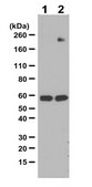 Anti-Phosphotyrosine Antibody Upstate&#174;, from rabbit