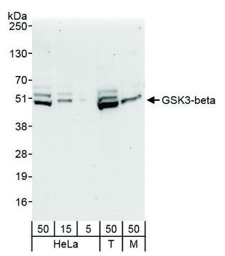 Rabbit anti-GSK3-beta Antibody, Affinity Purified Powered by Bethyl Laboratories, Inc.