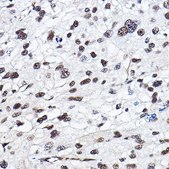 Anti- HIF1&#945; antibody produced in rabbit