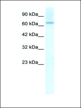 Anti-PIAS2 (AB1) antibody produced in rabbit IgG fraction of antiserum