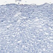 Anti-CLDN11 antibody produced in rabbit Prestige Antibodies&#174; Powered by Atlas Antibodies, affinity isolated antibody, buffered aqueous glycerol solution
