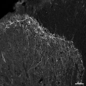 Anti-Substance P Receptor Antibody Chemicon&#174;, from guinea pig