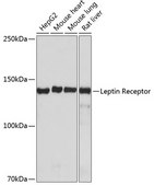 Anti-Leptin Receptor Antibody, clone 6I0O4, Rabbit Monoclonal