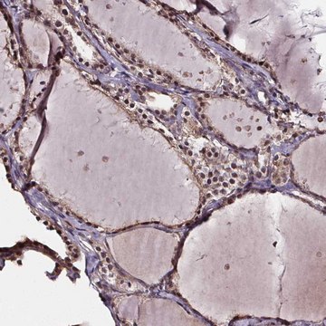 Anti-DDIT3 antibody produced in rabbit Prestige Antibodies&#174; Powered by Atlas Antibodies, affinity isolated antibody, buffered aqueous glycerol solution