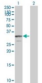 Anti-PDGFB antibody produced in mouse purified immunoglobulin, buffered aqueous solution
