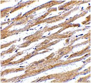 Anticorps anti-PDL-1 from rabbit, purified by affinity chromatography