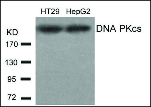 Anti-PRKDC (Ab-2609) antibody produced in rabbit affinity isolated antibody