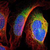 Anti-DNAJB12 antibody produced in rabbit Prestige Antibodies&#174; Powered by Atlas Antibodies, affinity isolated antibody, buffered aqueous glycerol solution