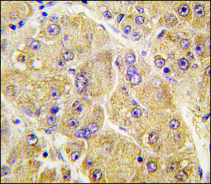 Anti-SOST (center) antibody produced in rabbit Ig fraction of antiserum, buffered aqueous solution