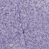 Anti-CACNG8 antibody produced in rabbit Prestige Antibodies&#174; Powered by Atlas Antibodies, affinity isolated antibody, buffered aqueous glycerol solution