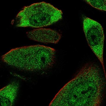 Anti-COL28A1 antibody produced in rabbit Prestige Antibodies&#174; Powered by Atlas Antibodies, affinity isolated antibody